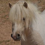 Hunter. Barcoos newest Shetland Pony. 